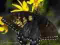 Papilio glaucus (aberrant, live)2 (Internet Image property of respective owner, non-commercial use only)
